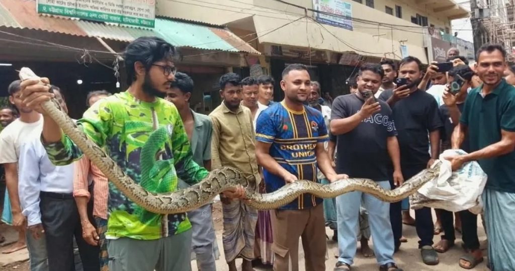 চট্টগ্রাম বিশ্ববিদ্যালয়ে উদ্ধার হলো ১৫ ফুট লম্বা অজগর