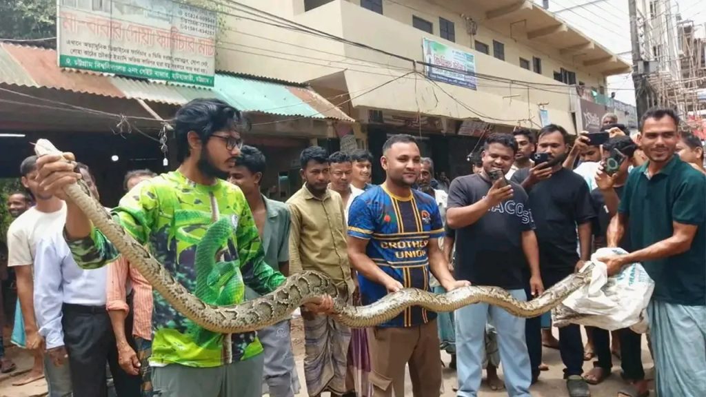 চট্টগ্রাম বিশ্ববিদ্যালয়ে ১৫ ফুটের বার্মিজ অজগর উদ্ধার