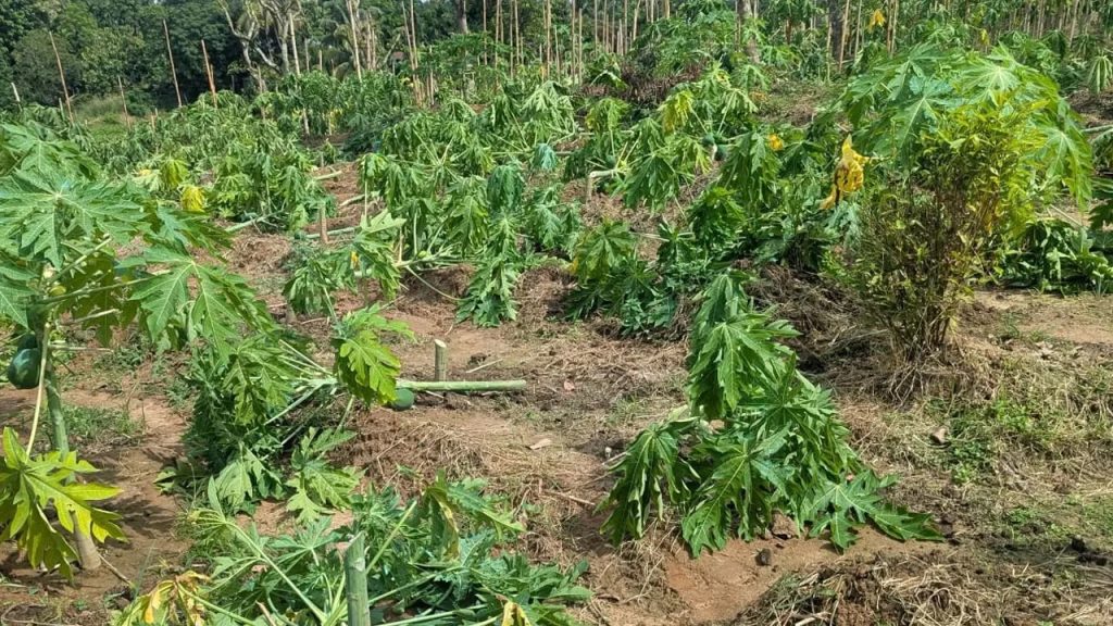 রাঙামাটিতে ৮০০ পেঁপে গাছ কেটে দিল দুর্বৃত্তরা