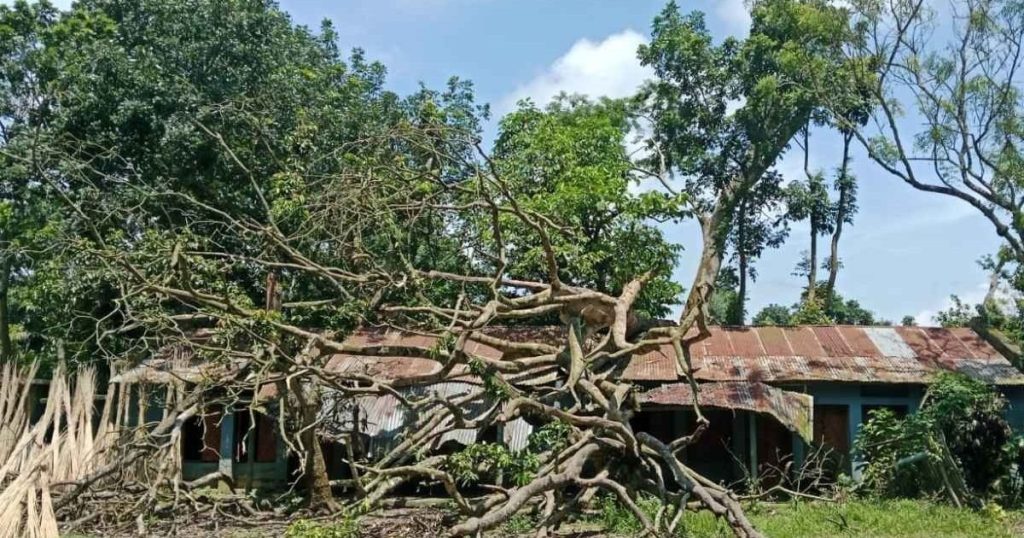 ফরিদপুরের স্কুলে ভেঙে পড়া গাছ অপসারণে বিলম্ব, শিক্ষার্থীদের ঝুঁকি