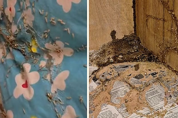 কক্ষে উইপোকা, বিরোধীদলীয় উপনেতার রাতে সার্কিট হাউস ত্যাগের ঘটনায় কর্মচারীদের নোটিশ